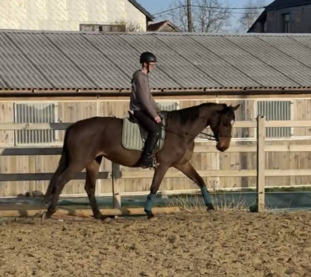 Jument pp sbs dressage obstacle 2012 