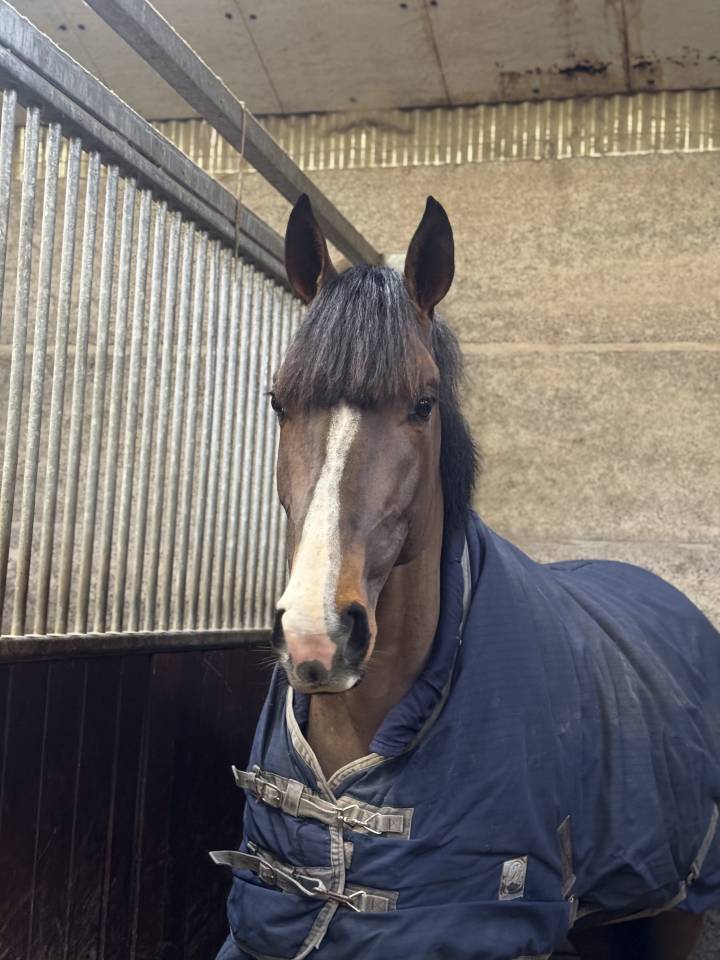  &Eacute;talon de 4 ans 