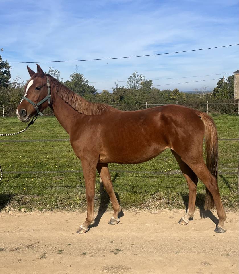 Jument SF 6 ans ernest x armitage