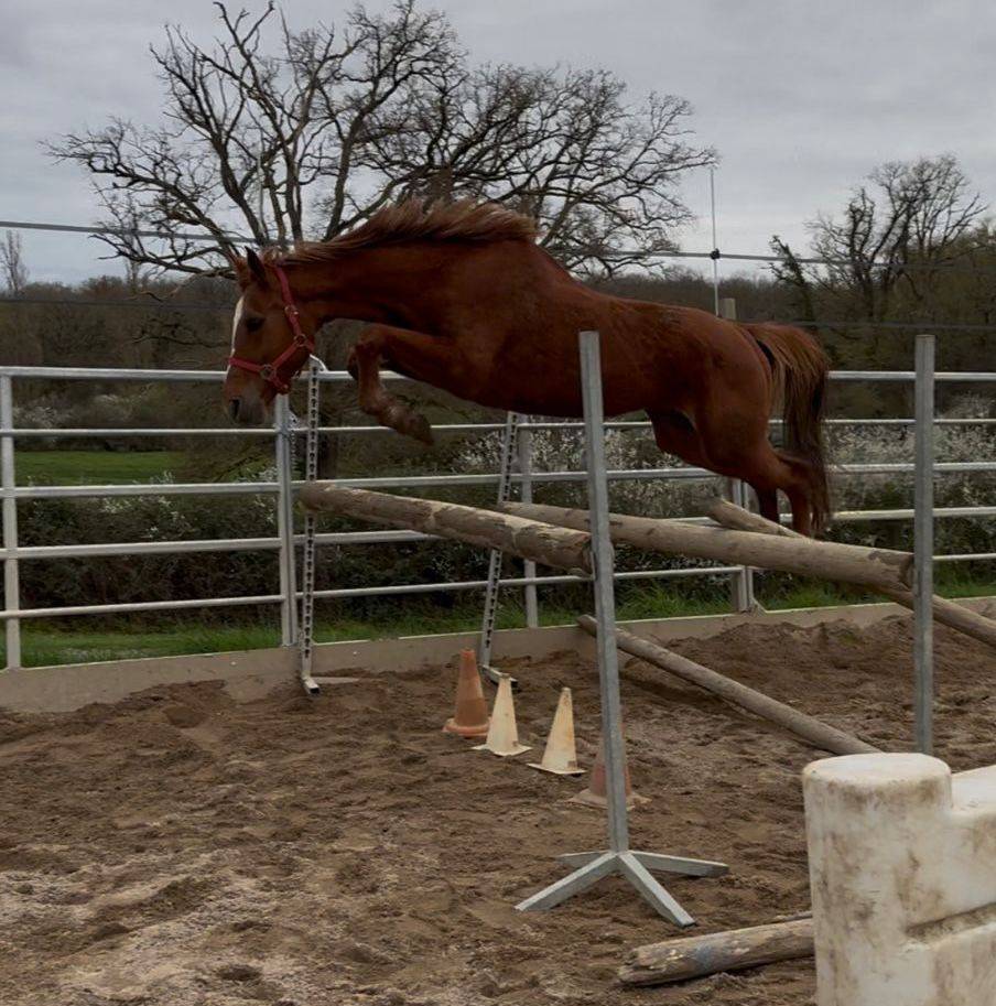 Jument SF 6 ans ernest x armitage