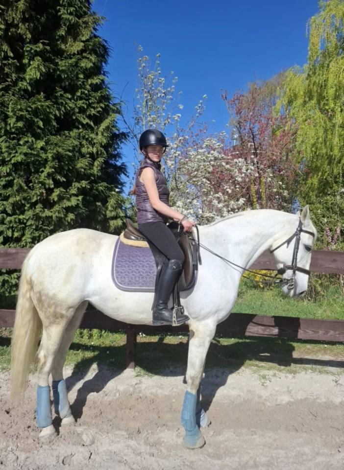 Jument d' origine lusitanienne 11 ans