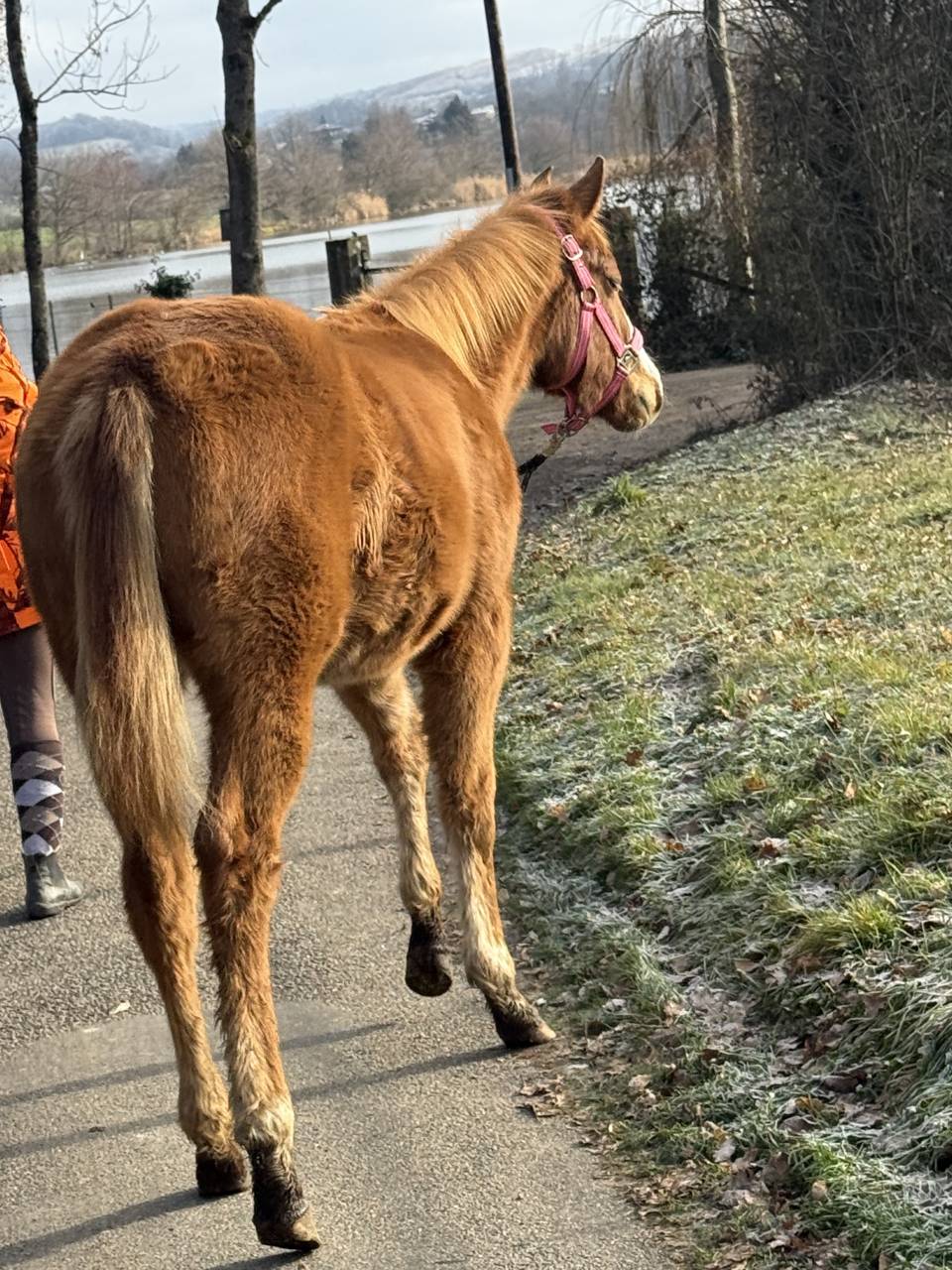 Pouliche de performance overo