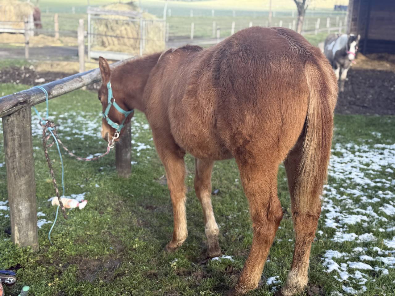 Pouliche de performance overo