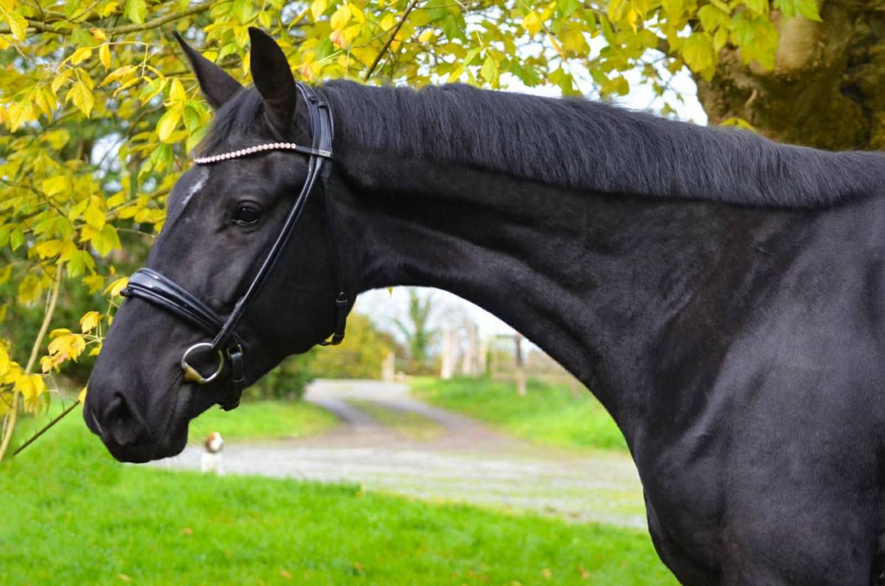 Jument -  Oldenbourg - 4 ans - Dressage- France
