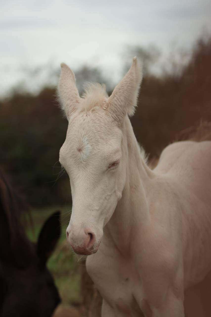 Pashan Izlayon Akhal Teke
