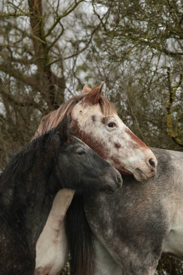 PIKALA IZLAYON pouliche Nez Perce