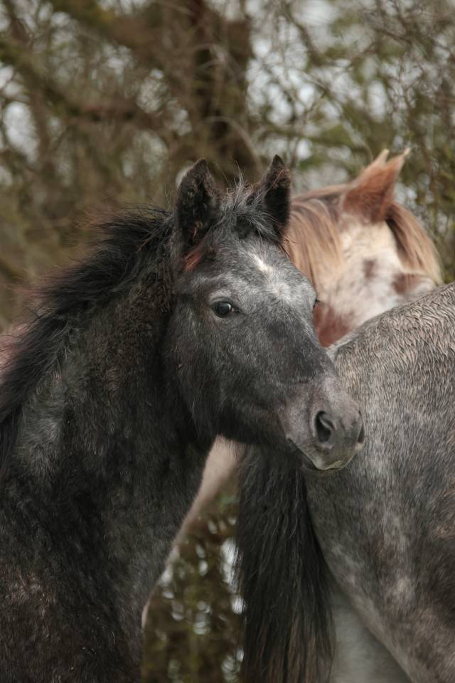PIKALA IZLAYON pouliche Nez Perce