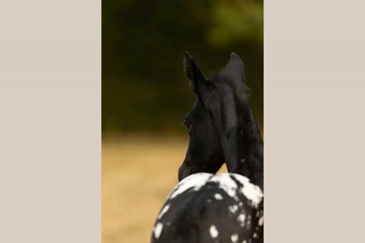 PIKALA IZLAYON pouliche Nez Perce