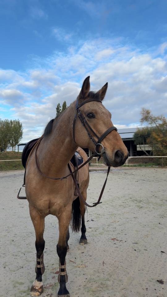 &Eacute;MIR DU CAIRE, hongre 