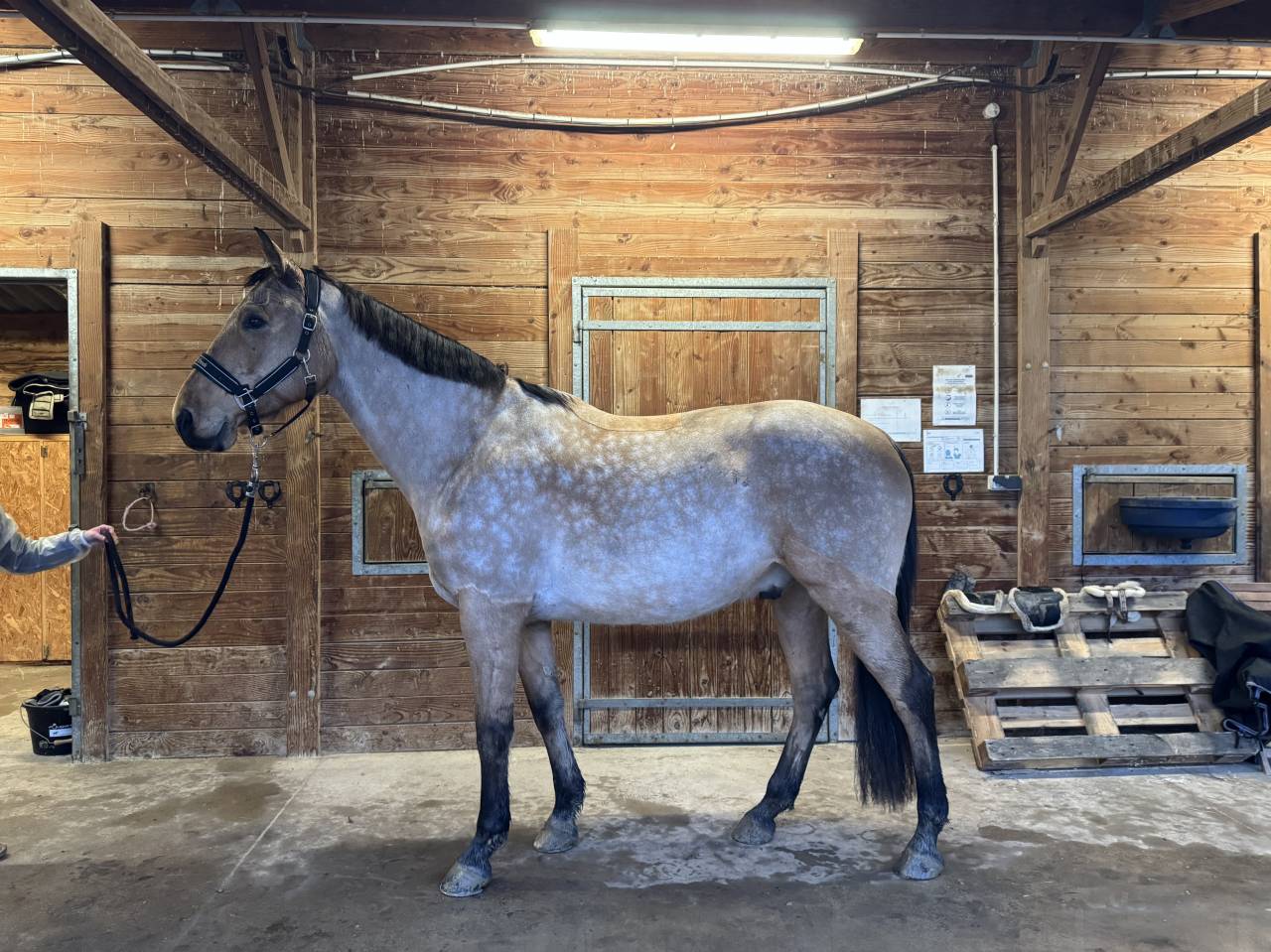 &Eacute;MIR DU CAIRE, hongre 