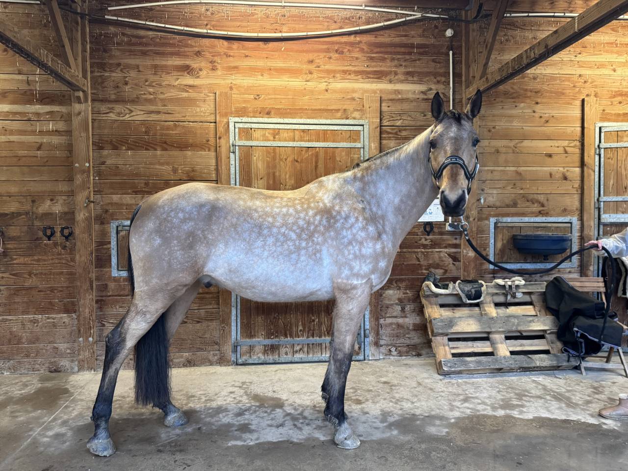 &Eacute;MIR DU CAIRE, hongre 