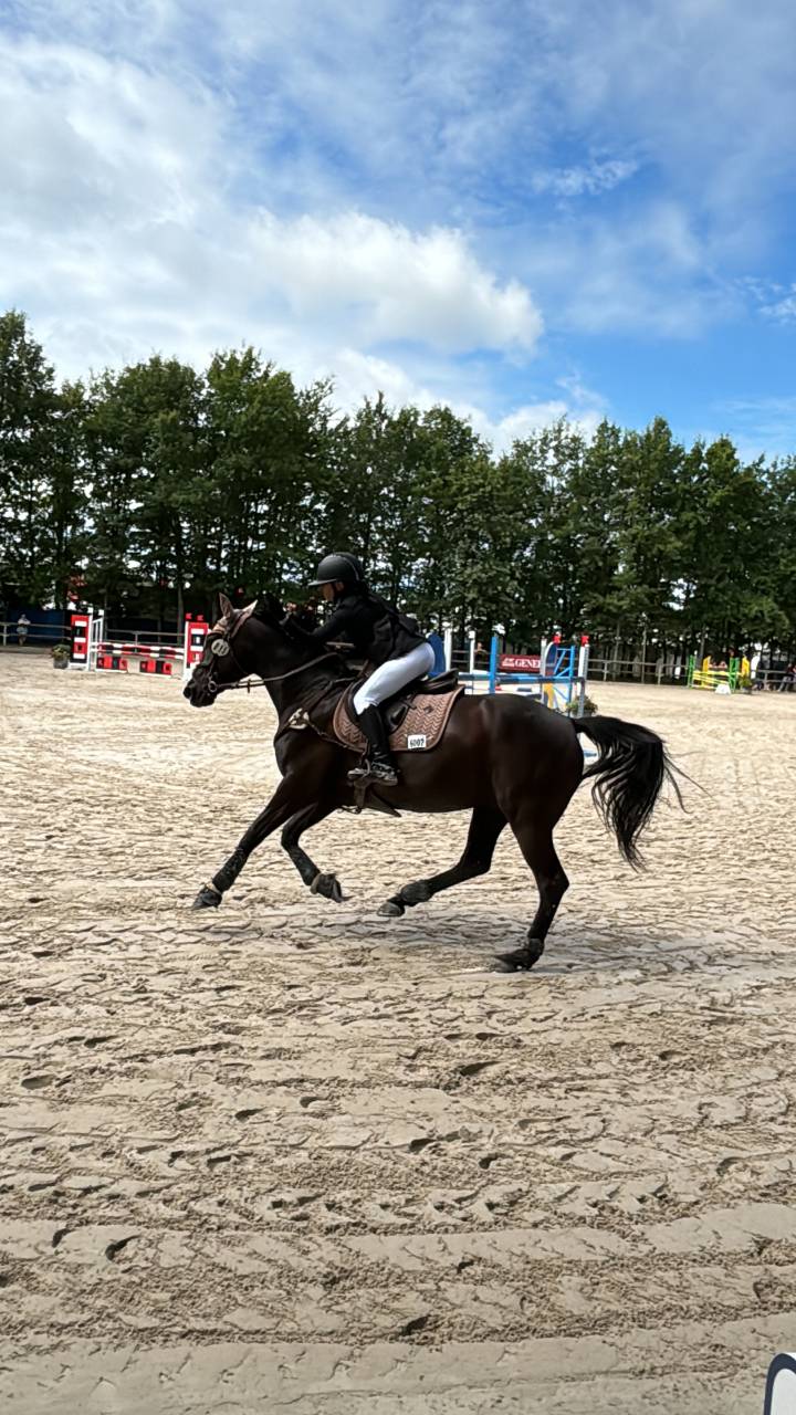 Poney D selle Fran&ccedil;ais 