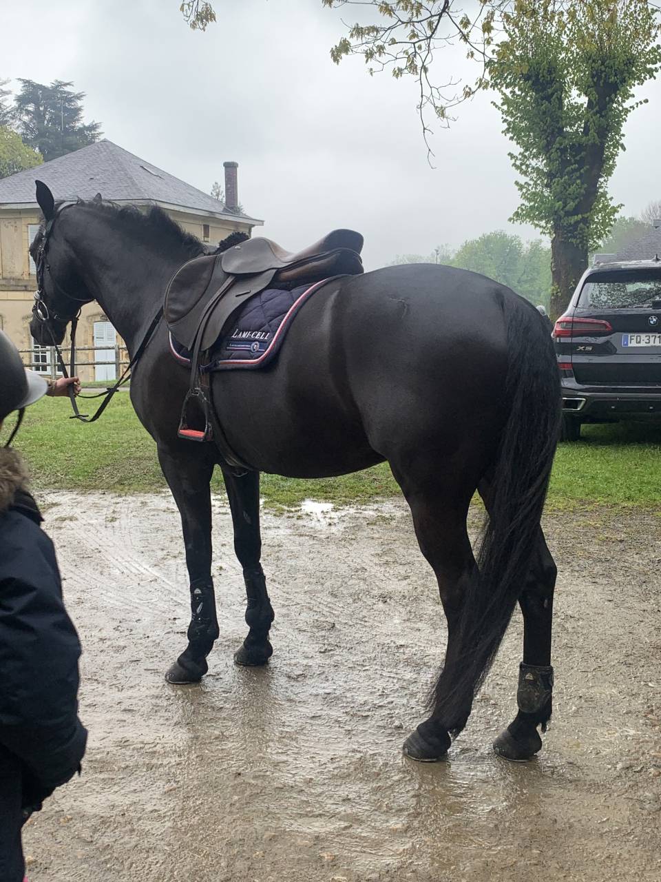 Poney D selle Fran&ccedil;ais 