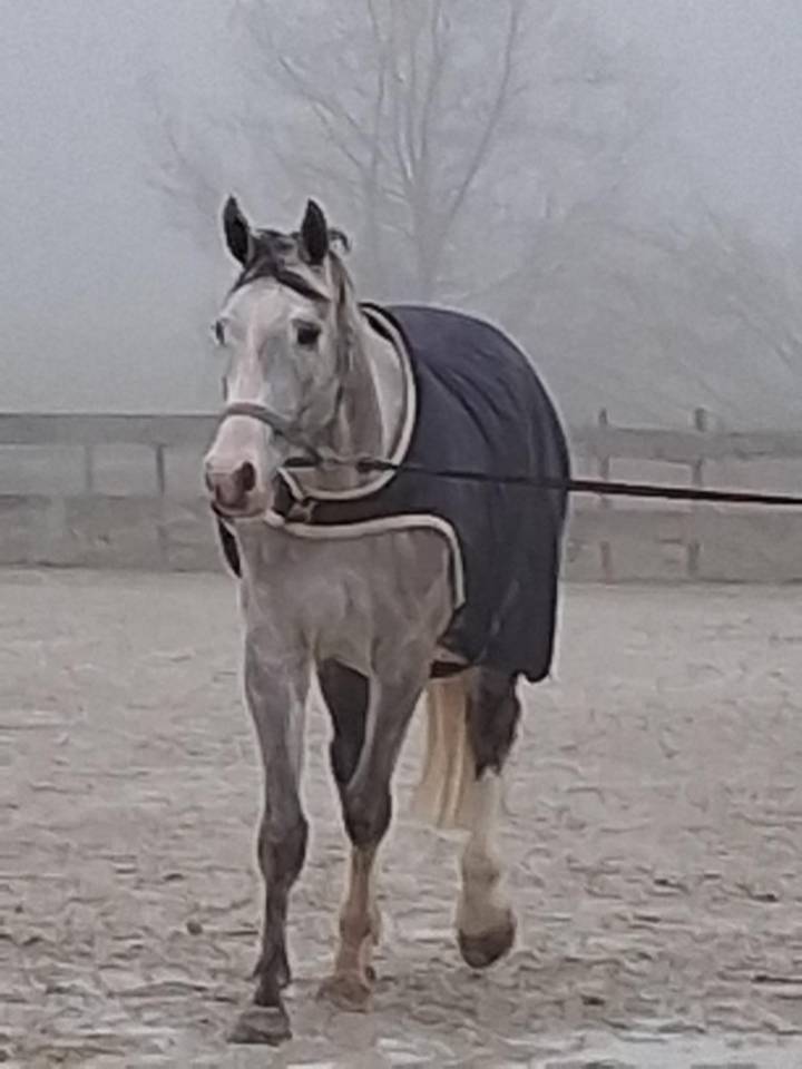 Joli hongre de 4 ans 