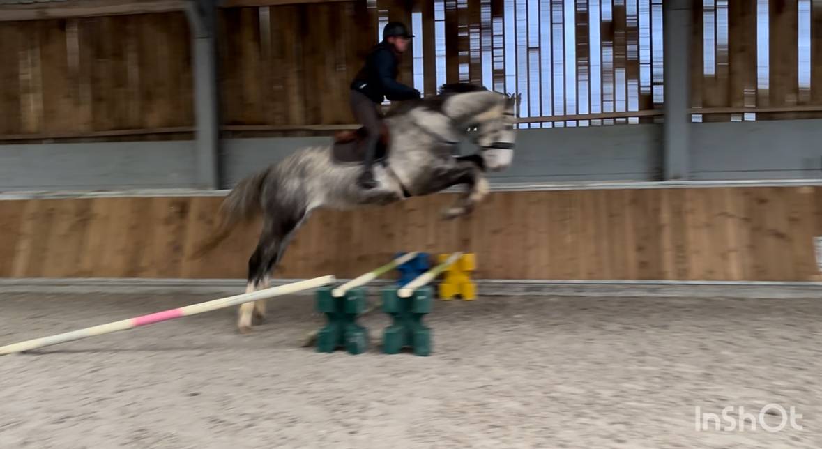 Joli hongre de 4 ans 