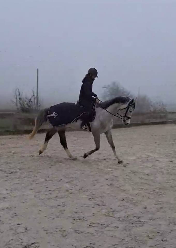 Joli hongre de 4 ans 