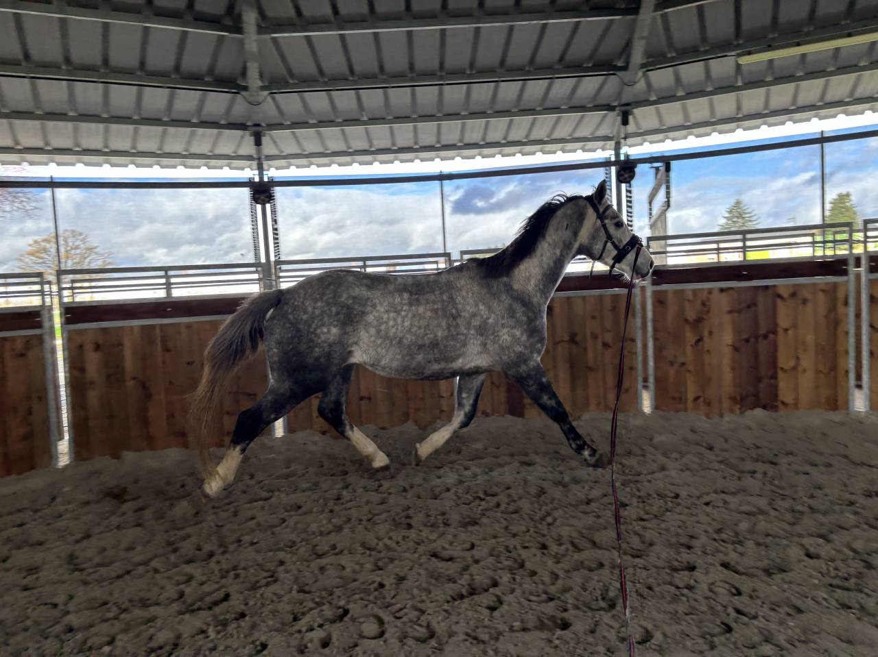 Joli hongre de 4 ans 