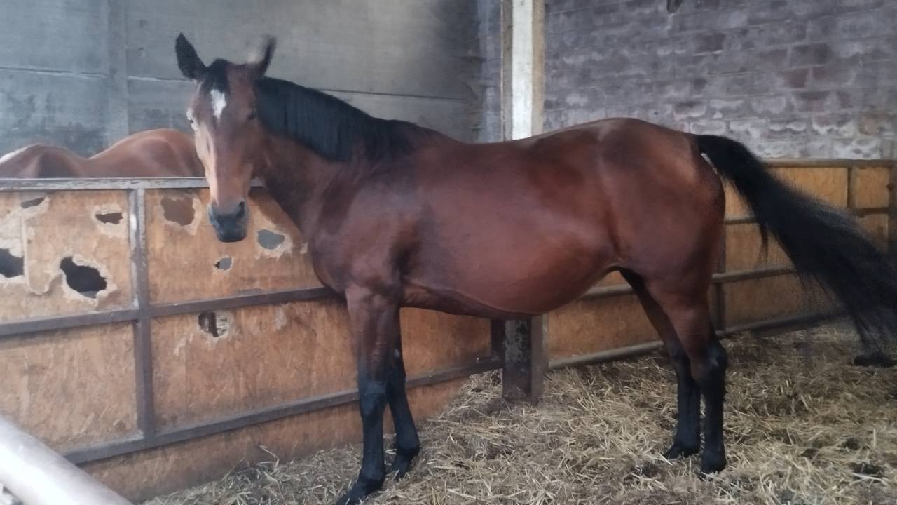 doina riesling du labyrinthe 