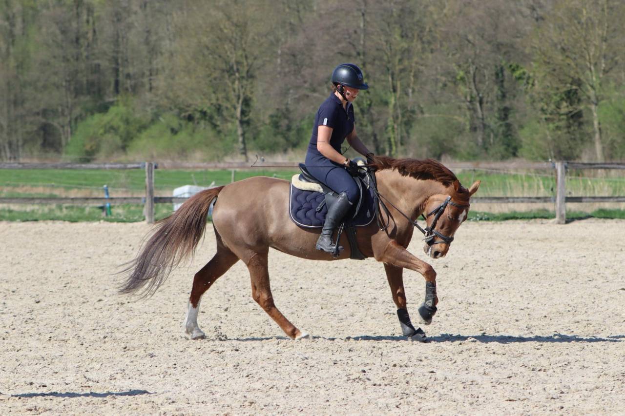 Jument &agrave; vendre 