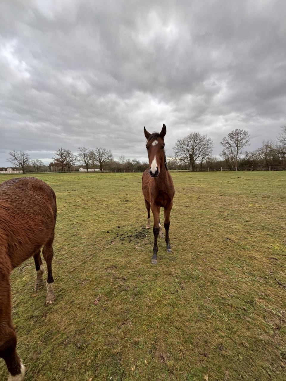 &Agrave; vendre poulain de 2025 SF par Falko de Hus