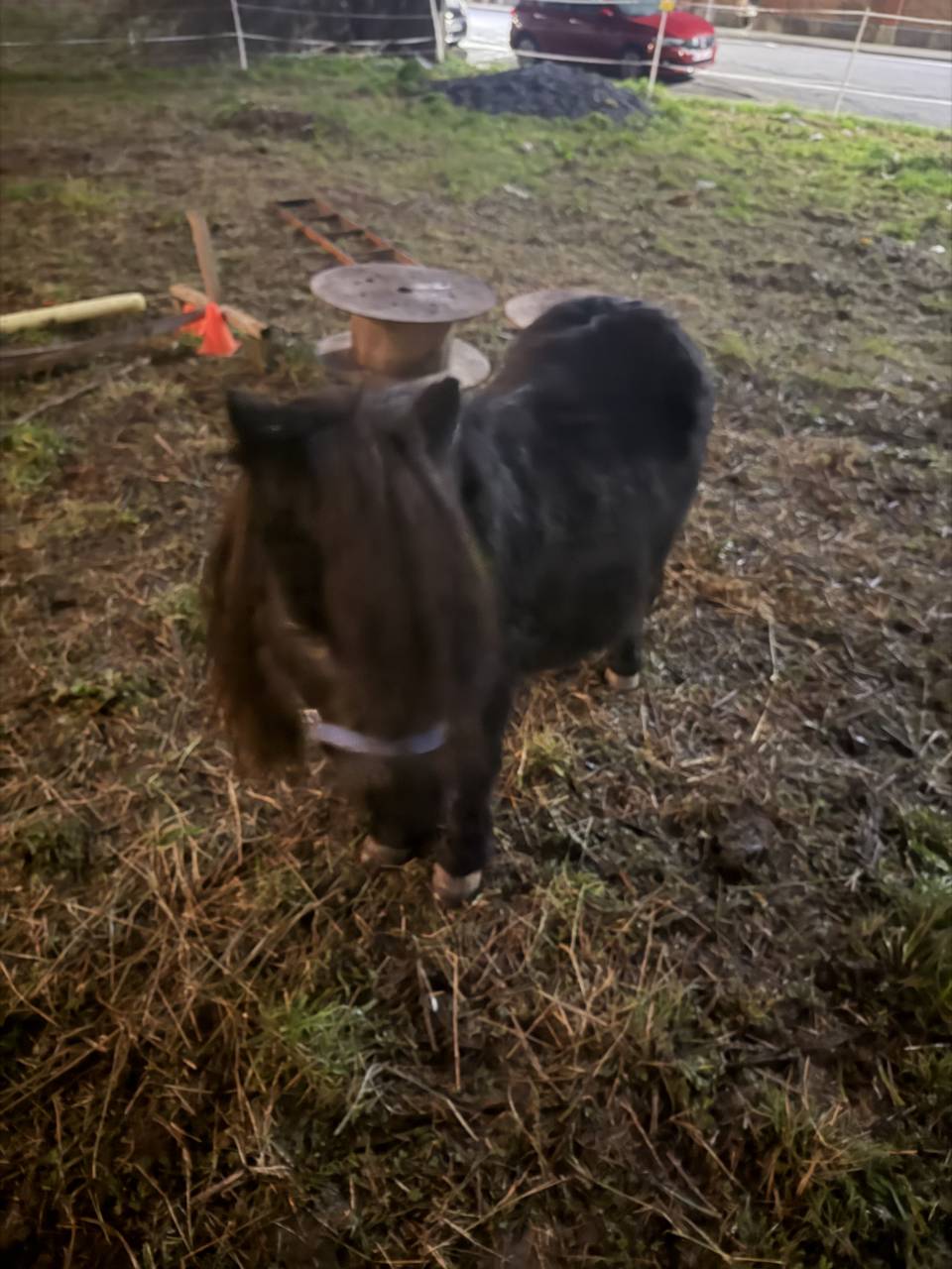 Shetland noir 6ans 85cm