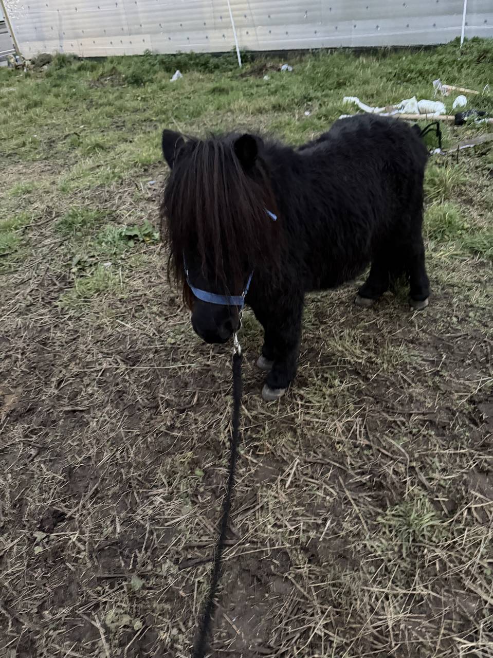 Shetland noir 6ans 85cm