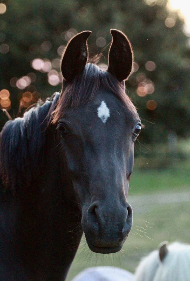 Poney &agrave; vendre