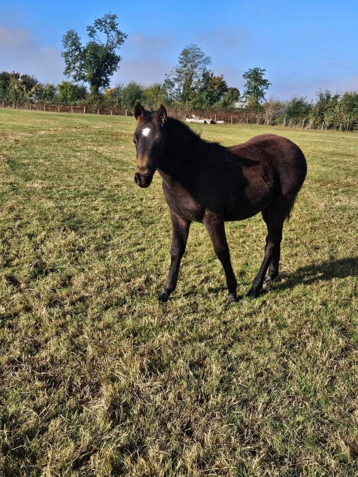 Poney New forest Isabelle test&eacute; Taille D 