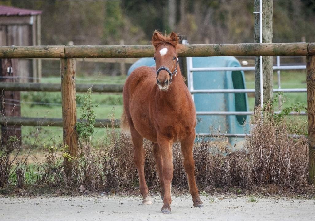 Ponette New forest taille D