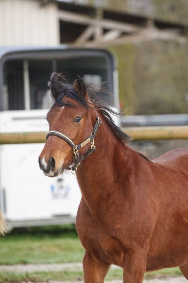 Ponette 2 ans New forest Taille D 