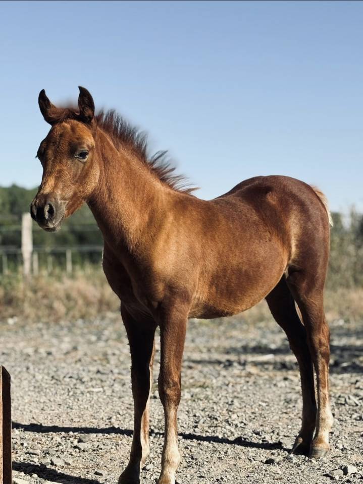 Ponette New forest de croisement Taille C adulte