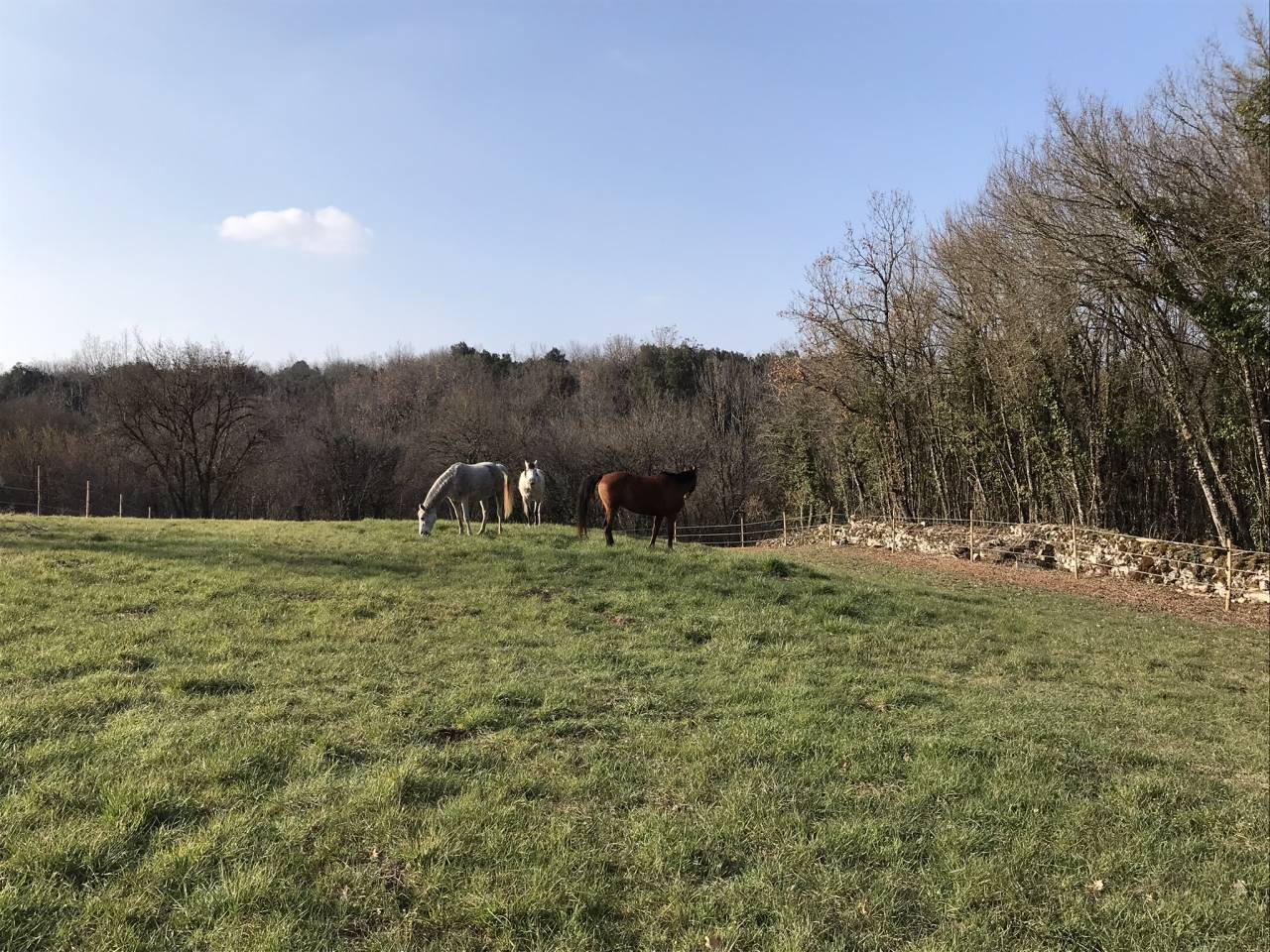 Propri&eacute;t&eacute; &eacute;questre secteur recherch&eacute; en Charente - 8 ha