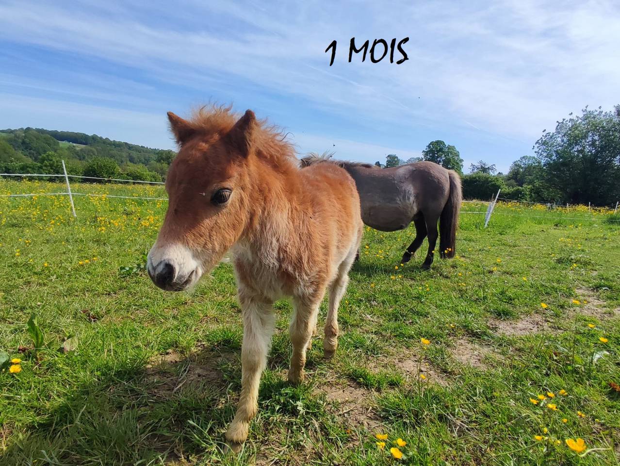 poney shetland m&acirc;le castr&eacute; 