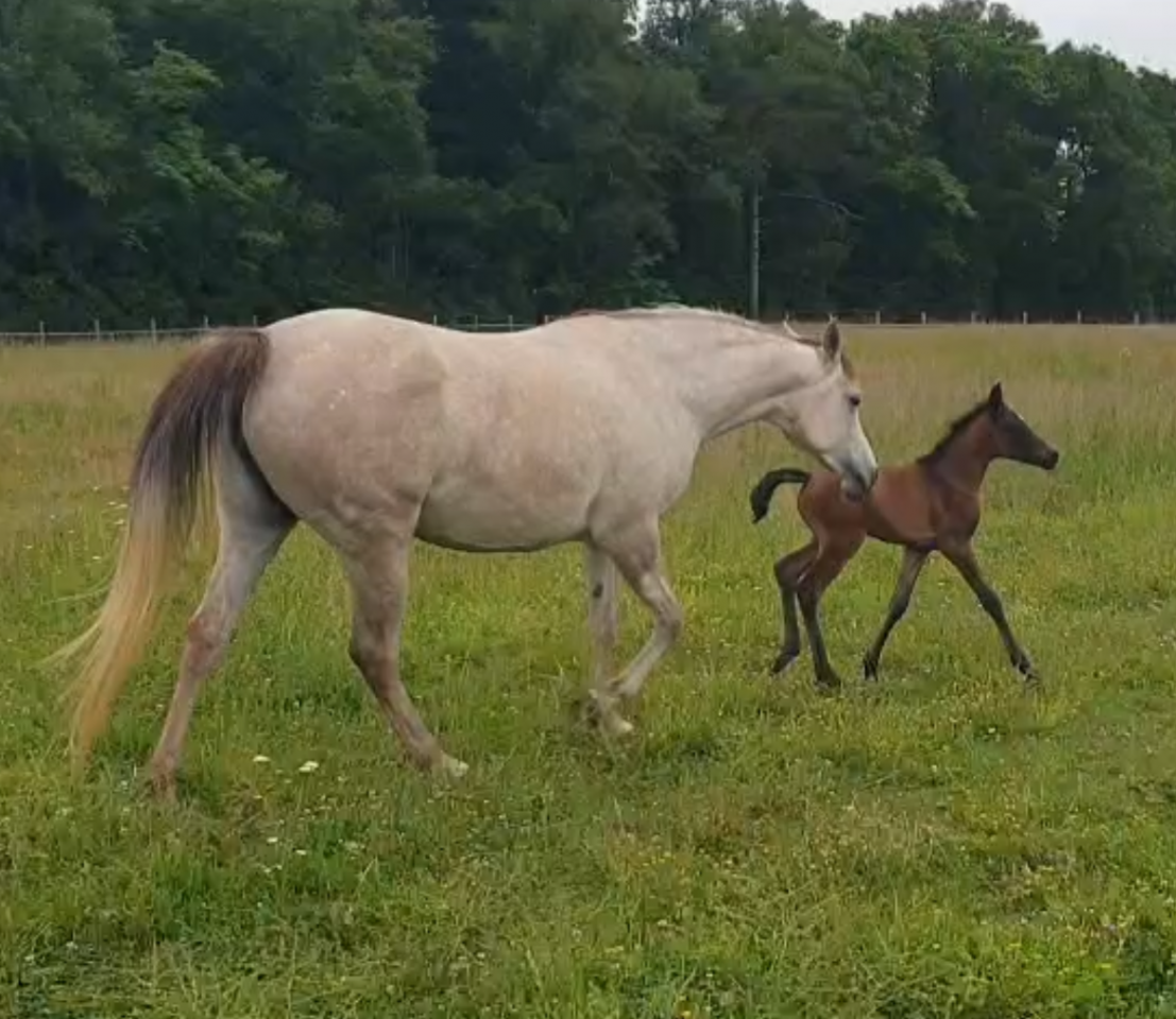 poulain m&acirc;le arabe n&eacute; 05-2025- LOA "Adopte et Grandis"
