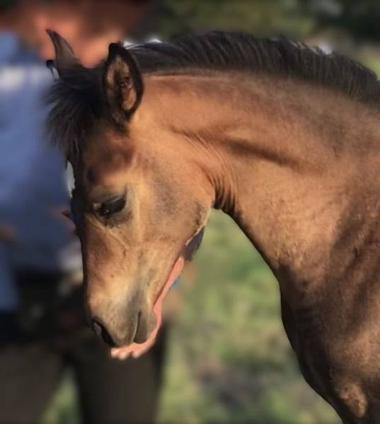 poulain m&acirc;le arabe n&eacute; 05-2025- LOA "Adopte et Grandis"