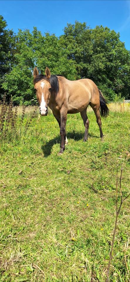 Hongre n&eacute; en juin 2021