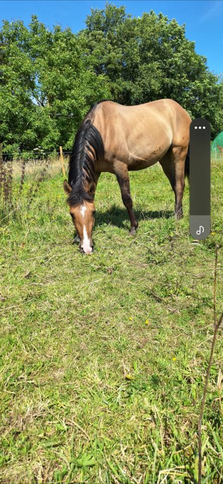 Hongre n&eacute; en juin 2021