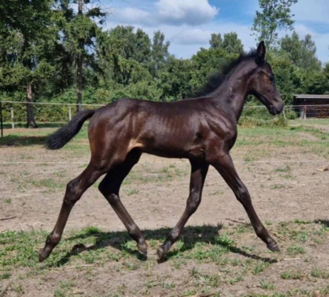 Poulain &agrave; vendre