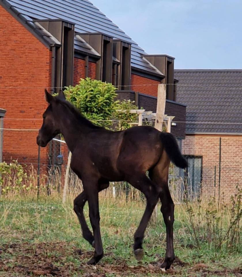 Poulain &agrave; vendre