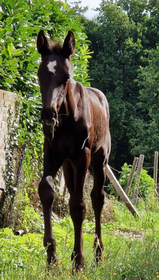 Poulain &agrave; vendre