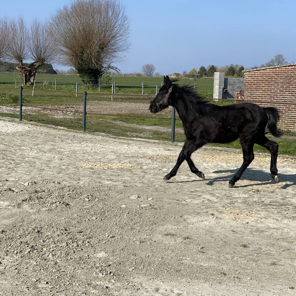 Poulain &agrave; vendre