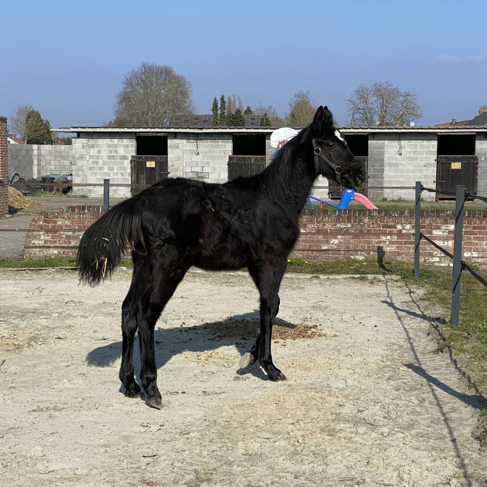 Poulain &agrave; vendre