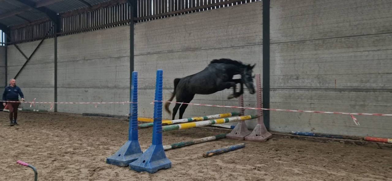 Chipie d archonfosse 