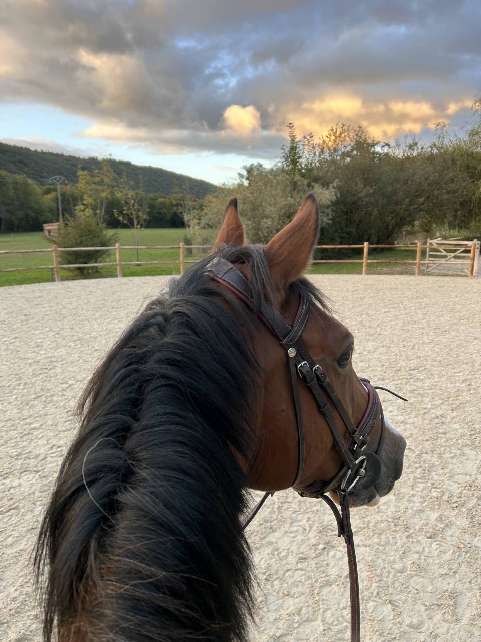 Cheval attachant et gentil &agrave; replacer pour nouvelle vie