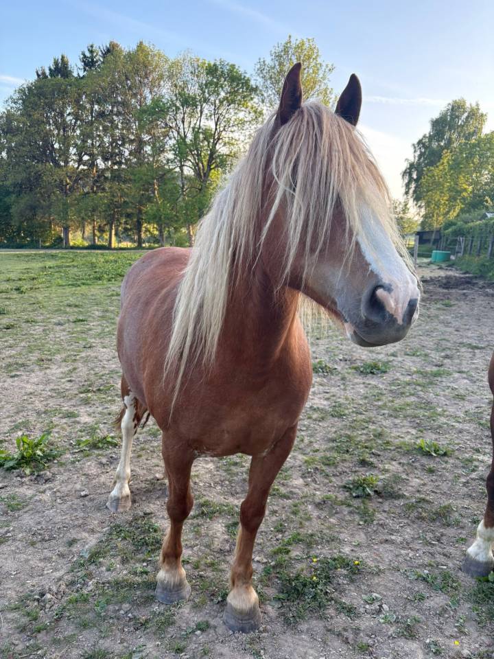 Hongre Franches-Montagnes