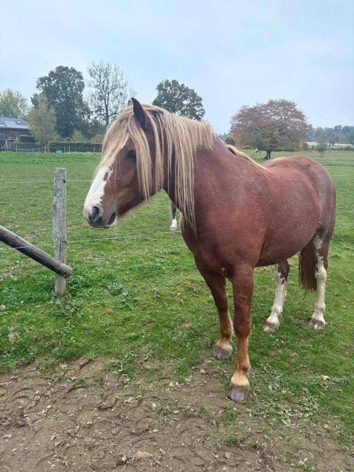 Hongre Franches-Montagnes