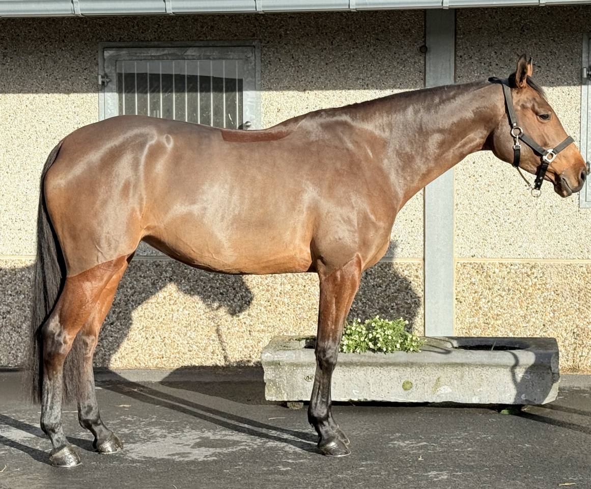 Jument de 6 ans en direct de l&rsquo;&eacute;leveur 