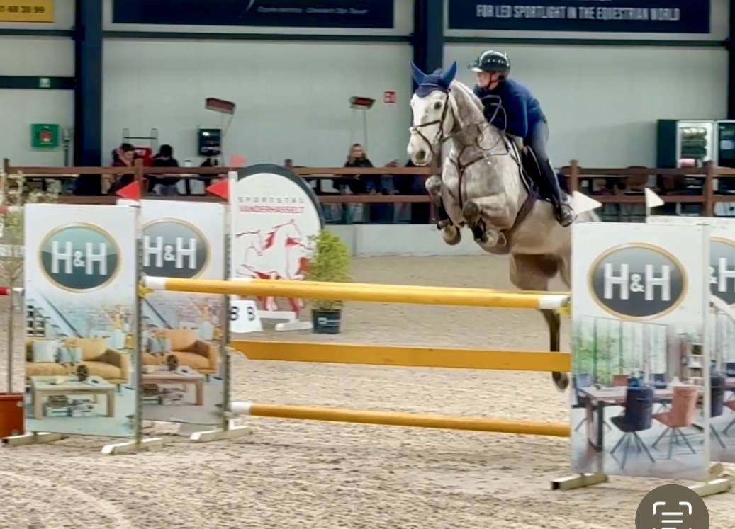 Hongre de 7 ans en direct de l&rsquo;&eacute;leveur 