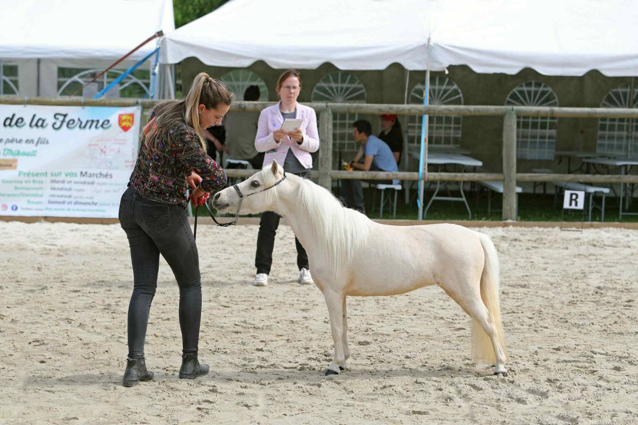 Cheval miniature AMHA