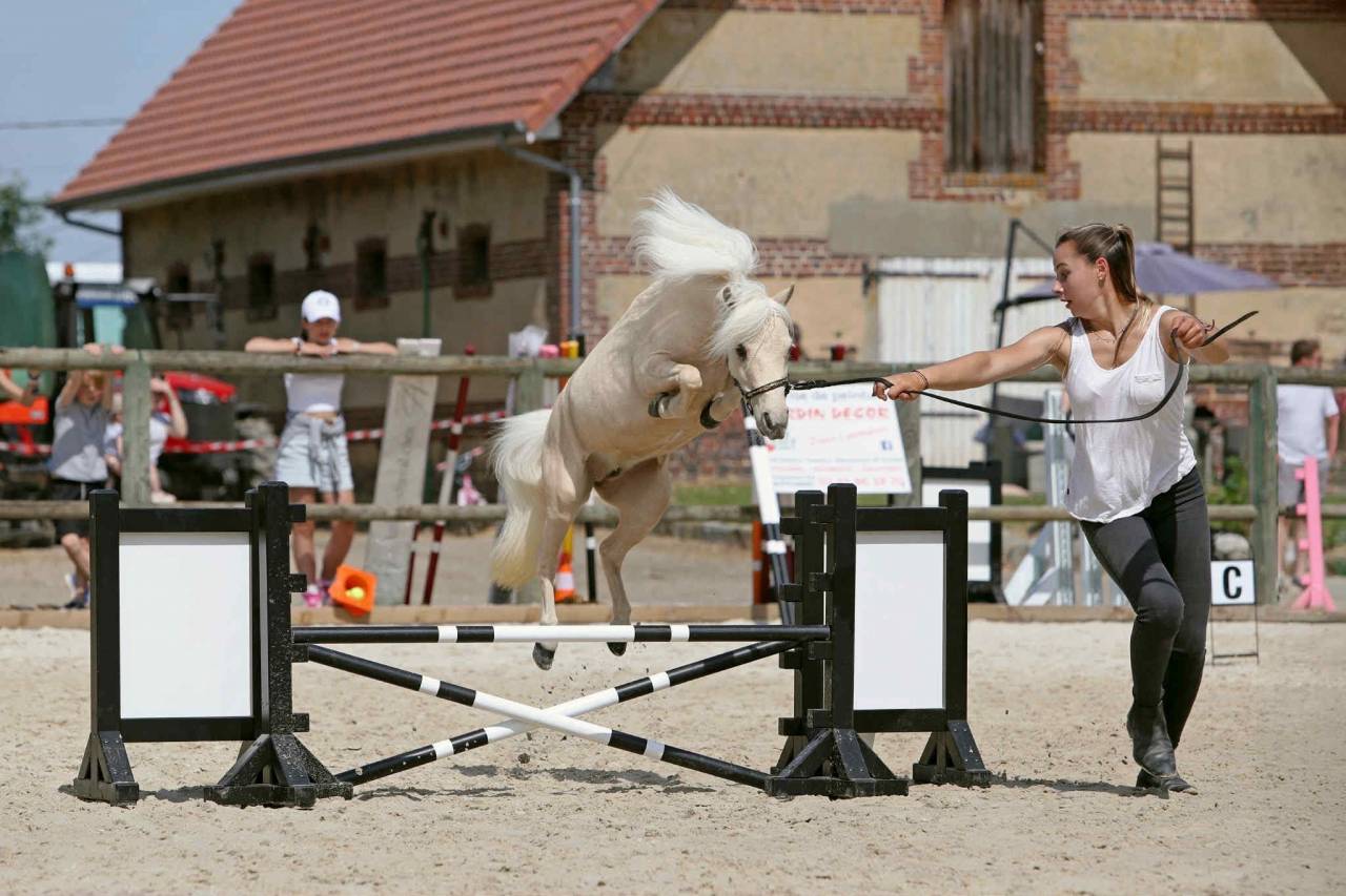 Cheval miniature AMHA